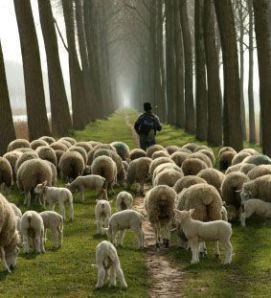 [Image: sheep-with-shepherd.jpg]